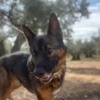 Adopta a Freya