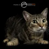 Adopta a Oz