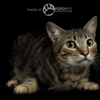 Oz