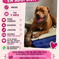 Adopta a Coco