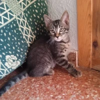 Adopta a Manu Manu