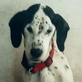 Coco