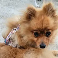 Adopta a Churro