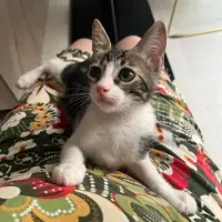 Adopta a Tico