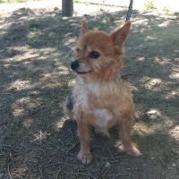 Adopta a Jacky - Perrita En Adopción