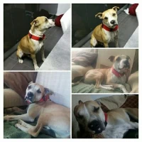 Adopta a Malcom