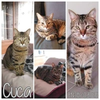 Adopta a Cuca