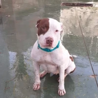 Adopta a Sena