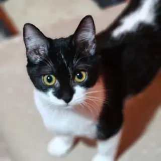 Lis