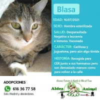 Adopta a Blasa