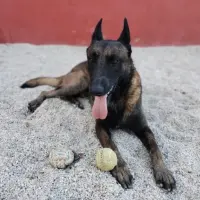 Adopta a Felipe