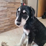 Adopta a Zoe