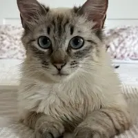 Adopta a Rosi