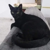 Adopta a Noir