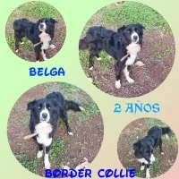 Adopta a Belga