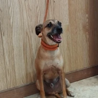 Adopta a Priamo