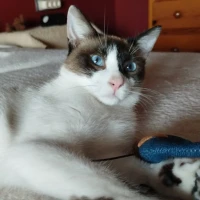 Adopta a Merlín