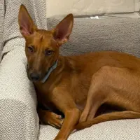 Adopta a Kairo