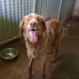 Adopta a Dark