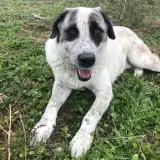 Adopta a Simba
