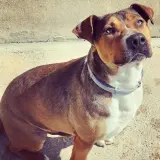 Adopta a Reno