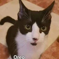 Adopta a Oreo