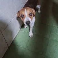 Adopta a Gordo