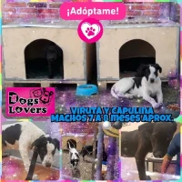 Adopta a Capu y Viru