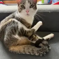 Adopta a Mica