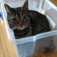 Adopta a Ginka