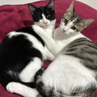 Adopta a Leo Y Loki