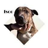 Adopta a Isco