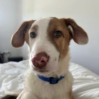 Adopta a Max