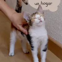 Adopta a Mite