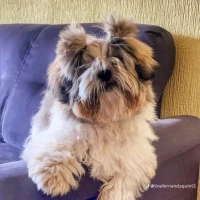 Adopta a Toby