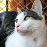 Adopta a Claudio