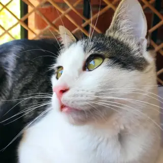 Claudio