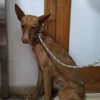 Adopta a Merengue