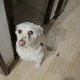 Adopta a Chispita
