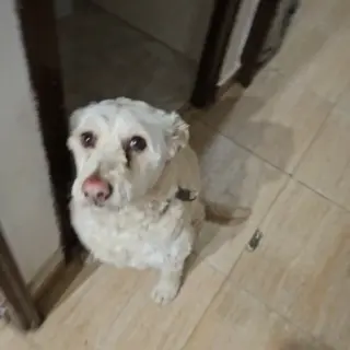 Chispita