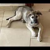 Adopta a Boira