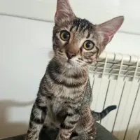 Adopta a Bandit