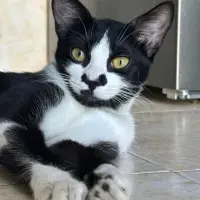 Adopta a Nami
