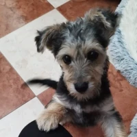 Adopta a Coco Perrito Pequeño Tlf  645978718