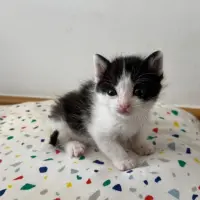 Adopta a Ushi