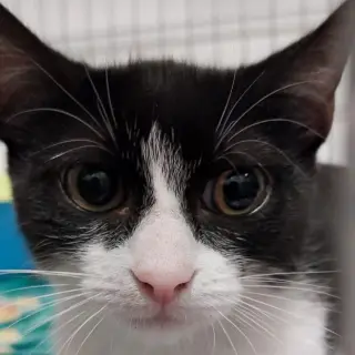Titino
