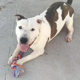 Adopta a Hércules