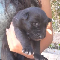 Adopta a Sin Nombre