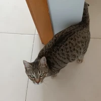 Adopta a Vega