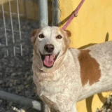 Adopta a Llorón